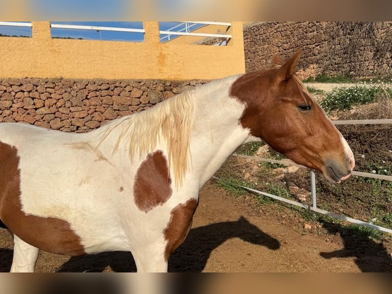 Paint Horse Mix Ogier 3 lat 142 cm Srokata in Quart de Poblet