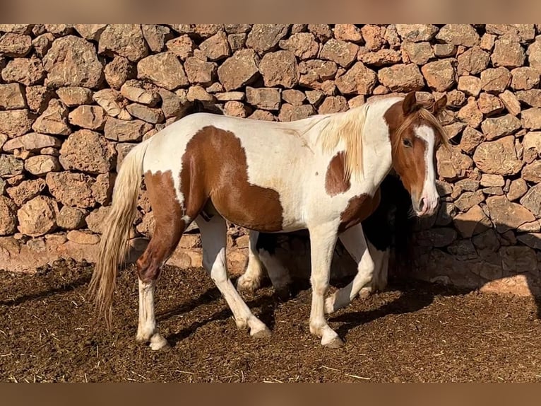 Paint Horse Mix Ogier 3 lat 142 cm Srokata in Quart de Poblet