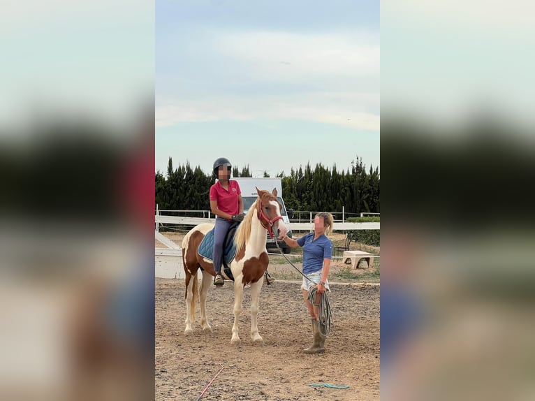 Paint Horse Mix Ogier 3 lat 142 cm Srokata in Quart de Poblet