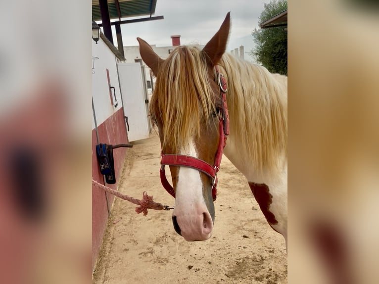 Paint Horse Mix Ogier 3 lat 142 cm Srokata in Quart de Poblet