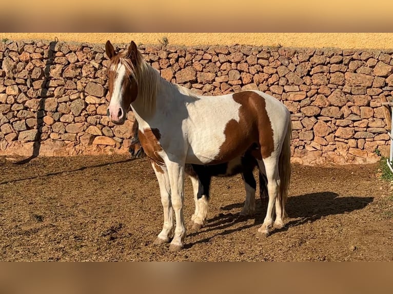 Paint Horse Mix Ogier 3 lat 142 cm Srokata in Quart de Poblet
