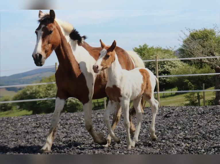 Paint Horse Mix Ogier 3 lat 142 cm Srokata in Quart de Poblet