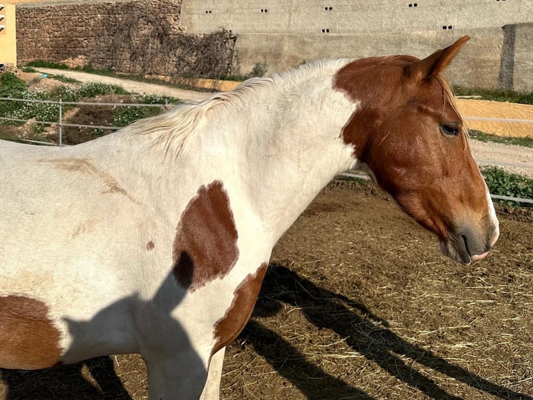 Paint Horse Mix Ogier 3 lat 142 cm Srokata in Quart de Poblet