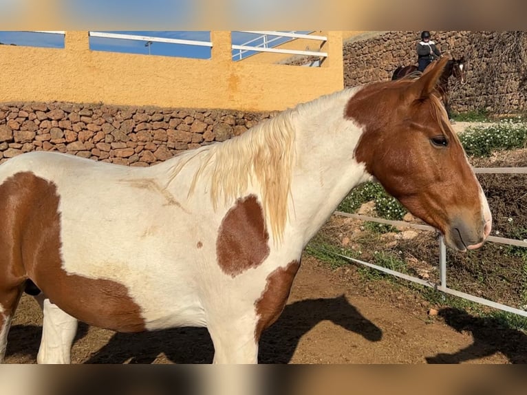 Paint Horse Mix Ogier 3 lat 142 cm Srokata in Quart de Poblet