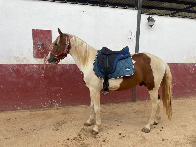 Paint Horse Mix Ogier 3 lat 142 cm Srokata in Quart de Poblet