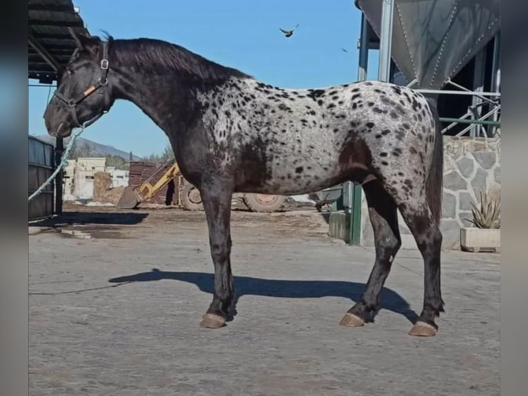 Paint Horse Mix Ogier 3 lat 142 cm Srokata in Quart de Poblet