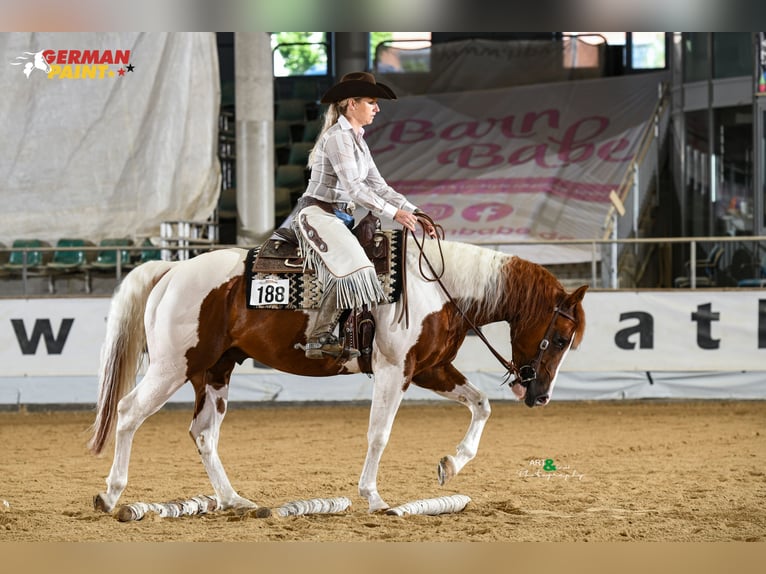 Paint Horse Ogier 5 lat 158 cm Tobiano wszelkich maści in WerlteLahn Paint Horse Ogier 5 lat 158 cm Tobiano wszelkich maści in WerlteLahn