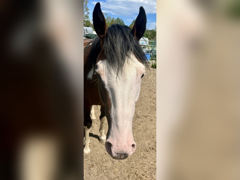 Paint Horse Ogier 6 lat 149 cm Overo wszelkich maści in N&#xFC;rnbergN&#xFC;rnberg