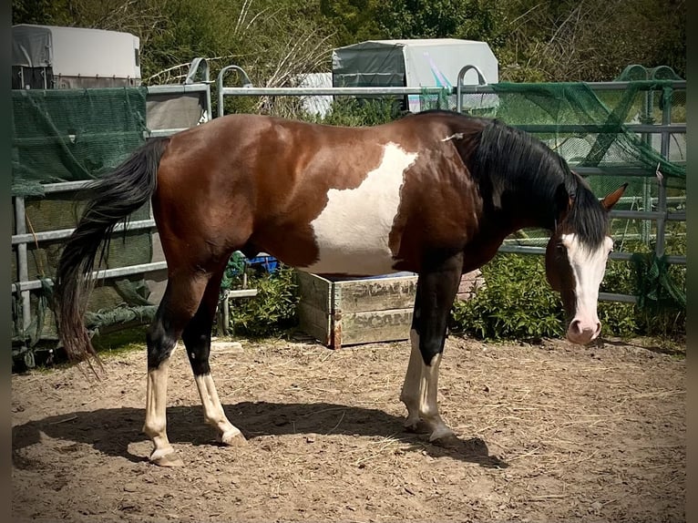 Paint Horse Ogier 6 lat 149 cm Overo wszelkich maści in N&#xFC;rnbergN&#xFC;rnberg