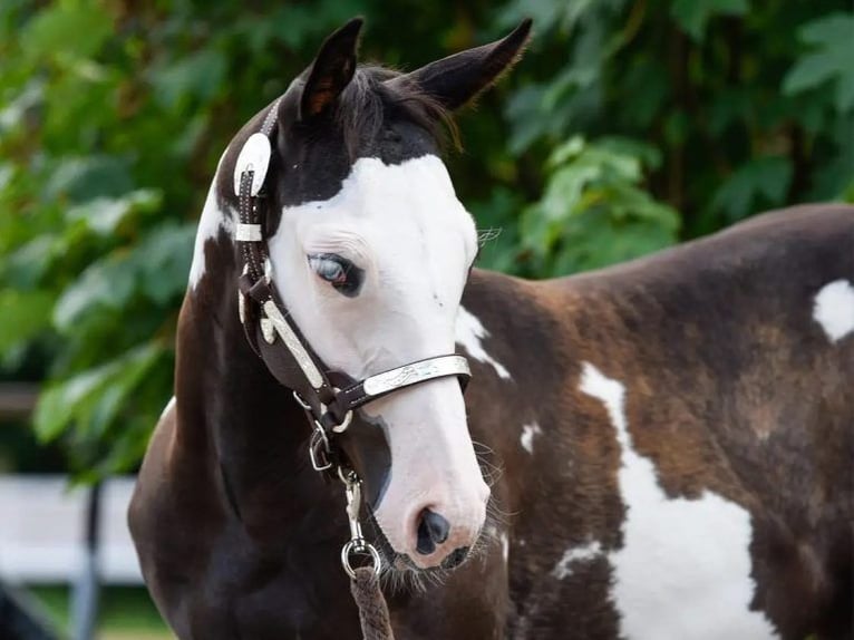 Paint Horse Ogier Kara in Bell