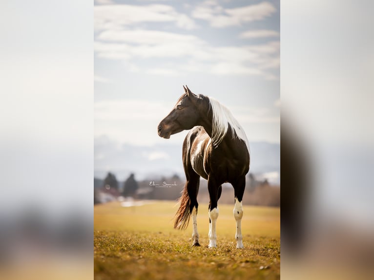 Paint Horse Ogier in Haldenwang Paint Horse Ogier in Haldenwang