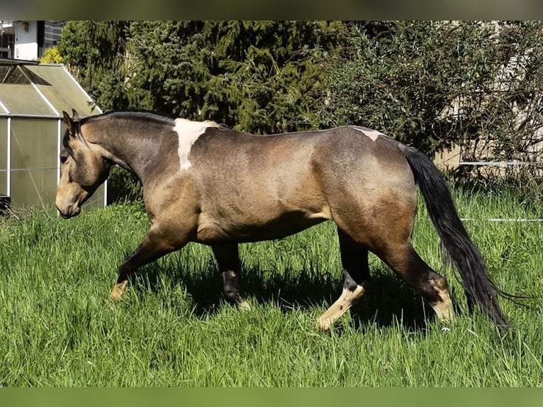 Paint Horse Ogier Tobiano wszelkich maści in Reichenbach-Steegen