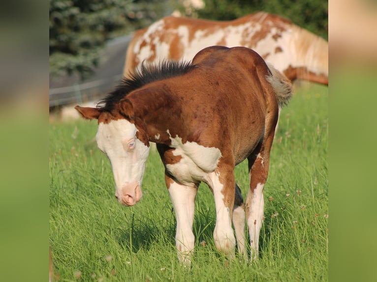 Paint Horse Ogier Źrebak (04/2025) 150 cm Gniada in Bautzen