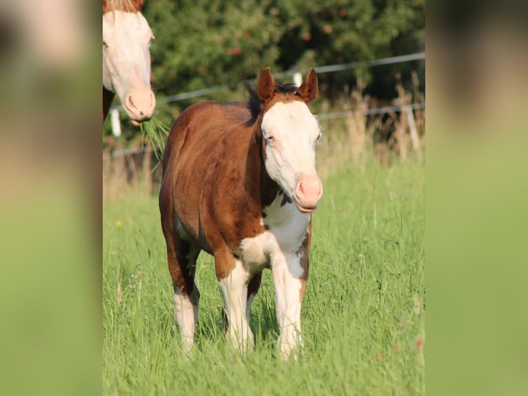 Paint Horse Ogier Źrebak (04/2025) 150 cm Gniada in Bautzen