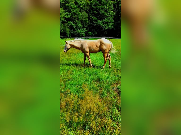 Paint Horse Ogier  150 cm Izabelowata in BRANNO