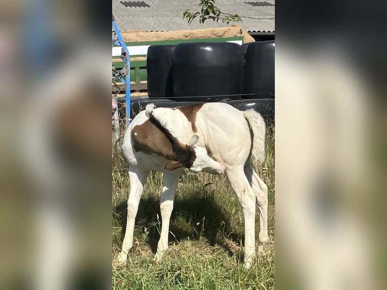 Paint Horse Ogier  152 cm Overo wszelkich maści in Sexcles