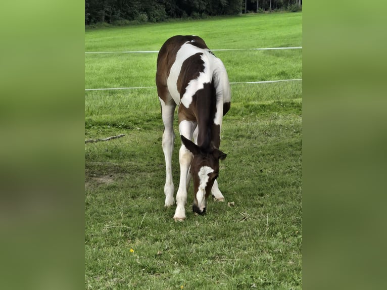 Paint Horse Mix Ogier Źrebak (06/2024) 152 cm Tobiano wszelkich maści in Konzell