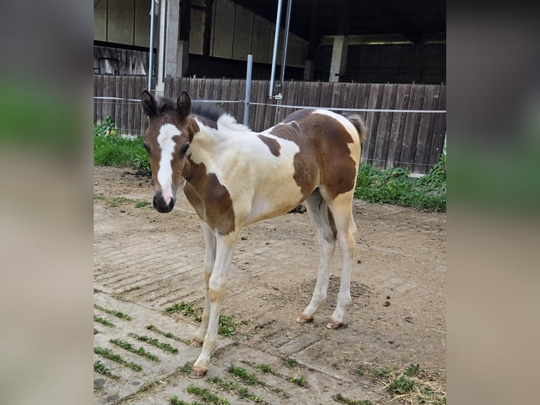 Paint Horse Mix Ogier Źrebak (06/2024) 152 cm Tobiano wszelkich maści in Konzell