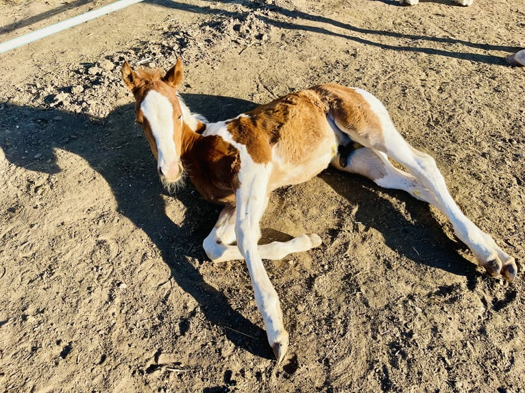 Paint Horse Ogier Źrebak (02/2025) 152 cm Tobiano wszelkich maści in Dormagen