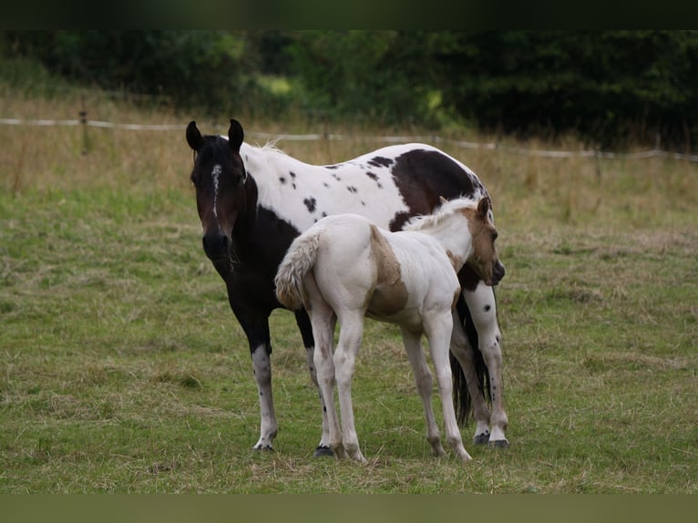 Paint Horse Ogier Źrebak (01/2024) Izabelowata in Oberstaufenbach