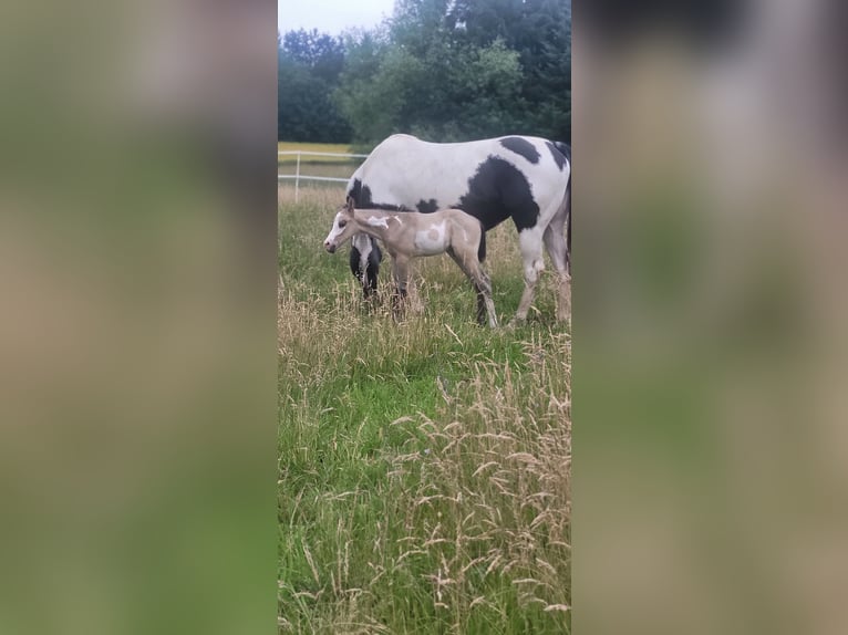 Paint Horse Ogier  Jelenia in Dellfeld