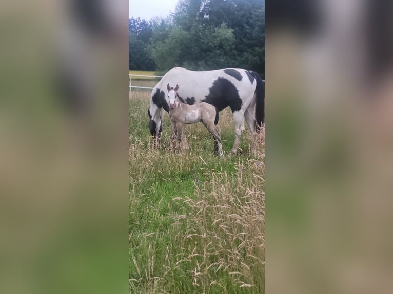 Paint Horse Ogier  Jelenia in Dellfeld