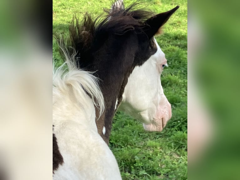 Paint Horse Ogier Źrebak (05/2025) Overo wszelkich maści in Sexcles