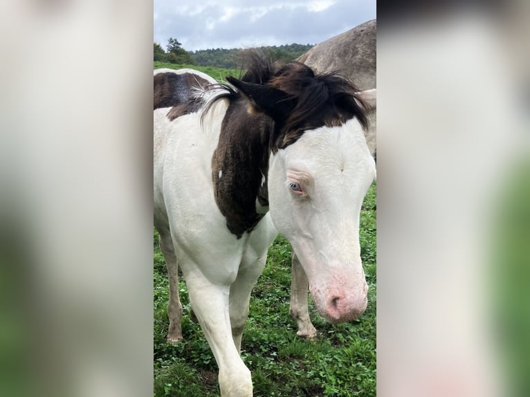 Paint Horse Ogier Źrebak (05/2025) Overo wszelkich maści in Sexcles
