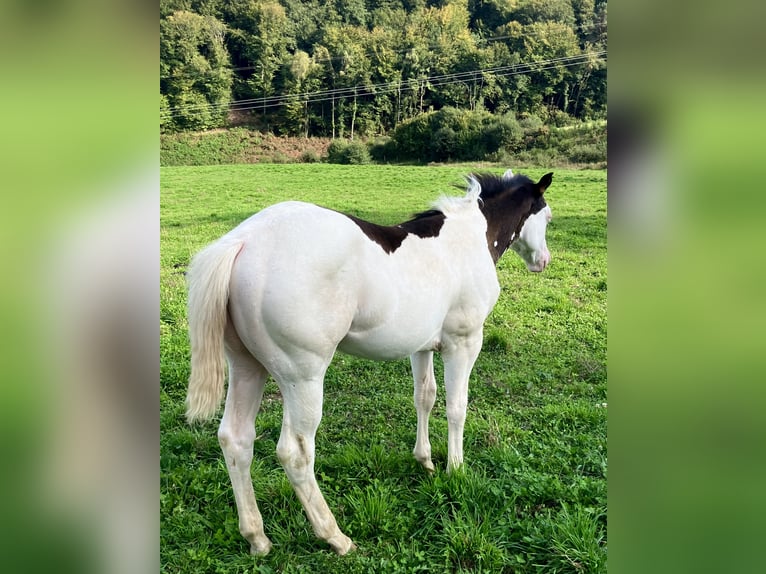 Paint Horse Ogier Źrebak (05/2025) Overo wszelkich maści in Sexcles