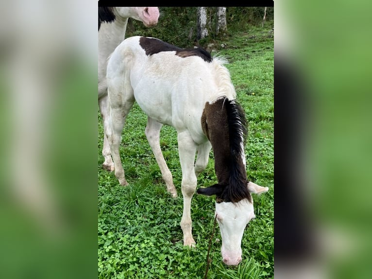 Paint Horse Ogier Źrebak (05/2025) Overo wszelkich maści in Sexcles