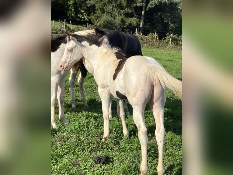 Paint Horse Ogier Źrebak (05/2025) Overo wszelkich maści in Sexcles