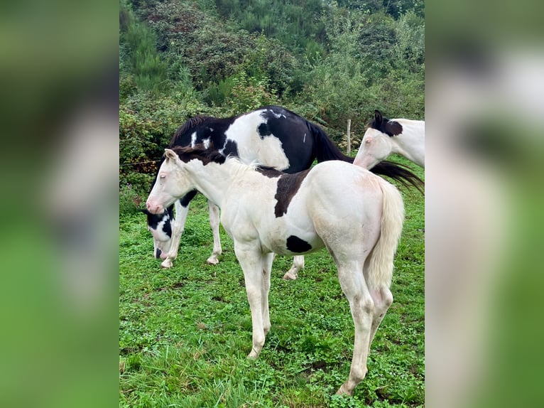 Paint Horse Ogier Źrebak (05/2025) Overo wszelkich maści in Sexcles