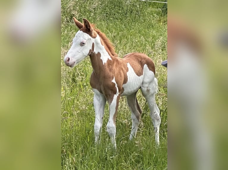 Paint Horse Ogier Źrebak (05/2024) Srokata in Meckenheim