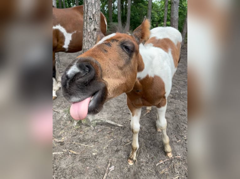 Paint Horse Ogier  Tobiano wszelkich maści in Mosina