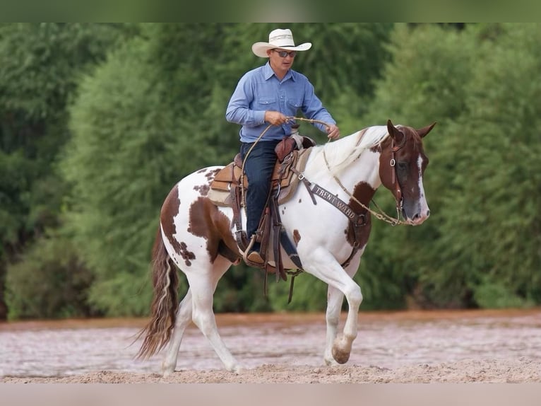 Paint Horse Ruin 10 Jaar 150 cm Gevlekt-paard in Waco, TX