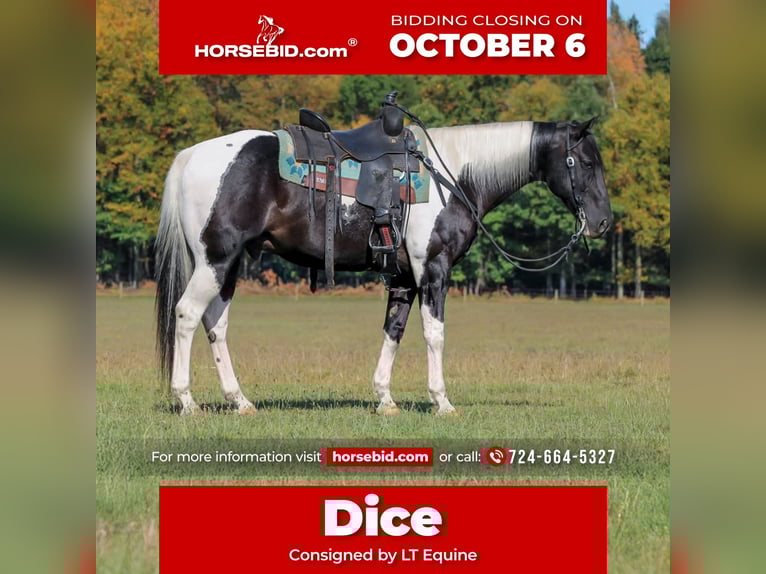 Paint Horse Ruin 10 Jaar 155 cm Gevlekt-paard in Clarion
