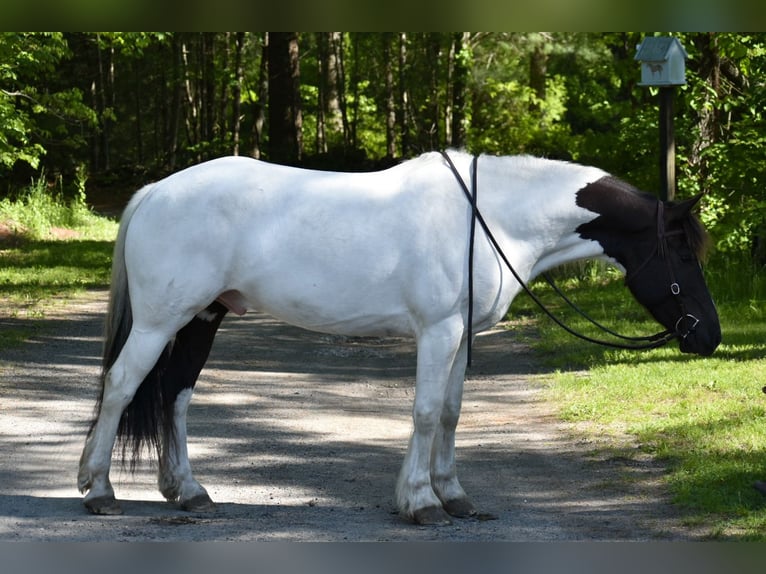 Paint Horse Mix Ruin 10 Jaar 157 cm in Middleboro, MA