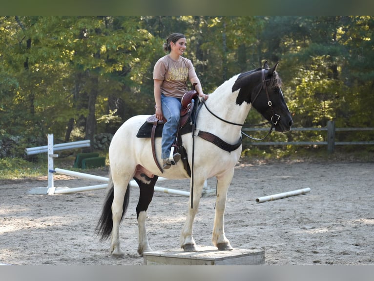 Paint Horse Mix Ruin 10 Jaar 157 cm in Middleboro, MA