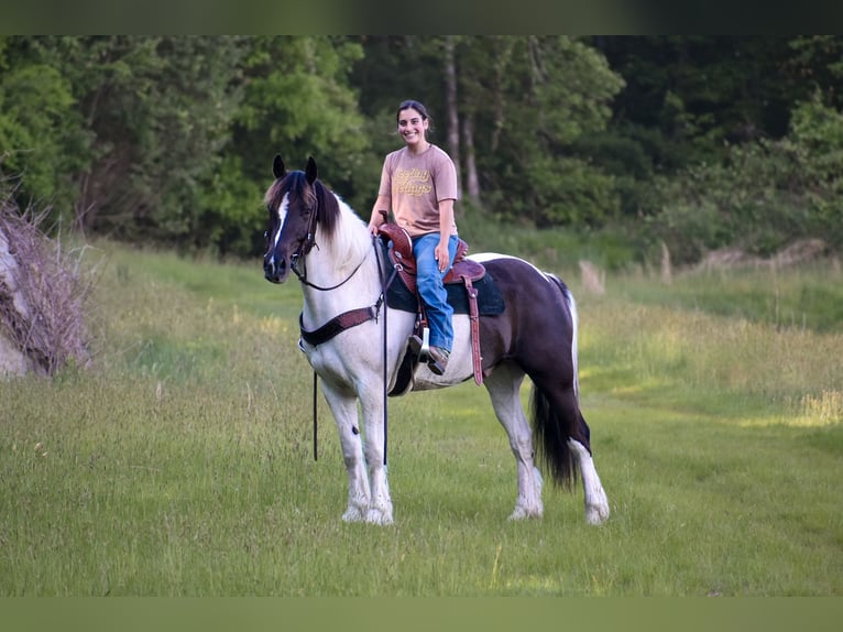Paint Horse Mix Ruin 10 Jaar 157 cm in Middleboro, MA