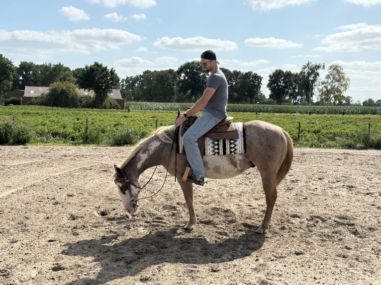 Paint Horse Ruin 11 Jaar 150 cm in Haren Paint Horse Ruin 11 Jaar 150 cm in Haren
