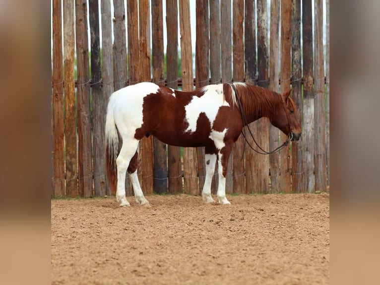 Paint Horse Ruin 11 Jaar 152 cm in Joshua, TX