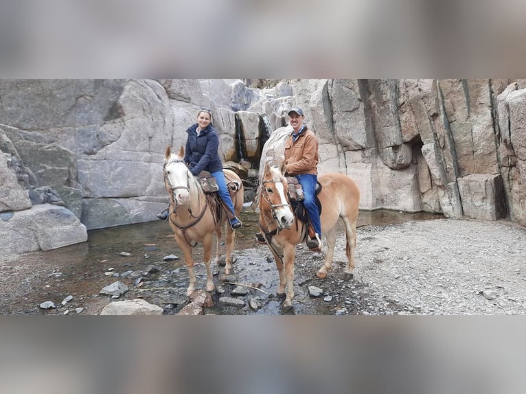 Paint Horse Ruin 11 Jaar 155 cm Palomino in Cave Creek, AZ