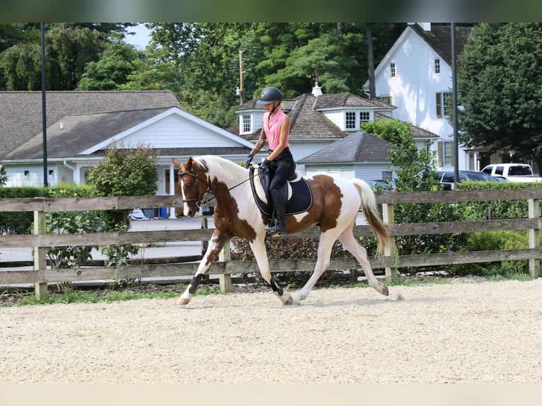 Paint Horse Ruin 11 Jaar 160 cm Gevlekt-paard in Gap