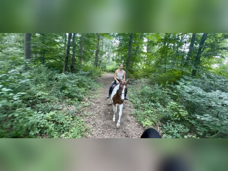 Paint Horse Ruin 11 Jaar 160 cm Gevlekt-paard in Gap