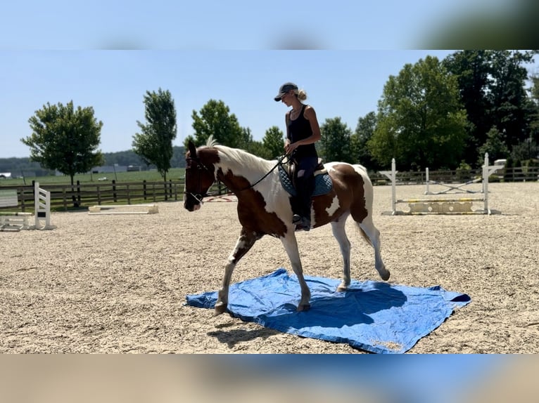 Paint Horse Ruin 11 Jaar 160 cm Gevlekt-paard in Gap