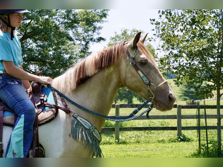 Paint Horse Mix Ruin 11 Jaar 160 cm Gevlekt-paard in Tuscarora