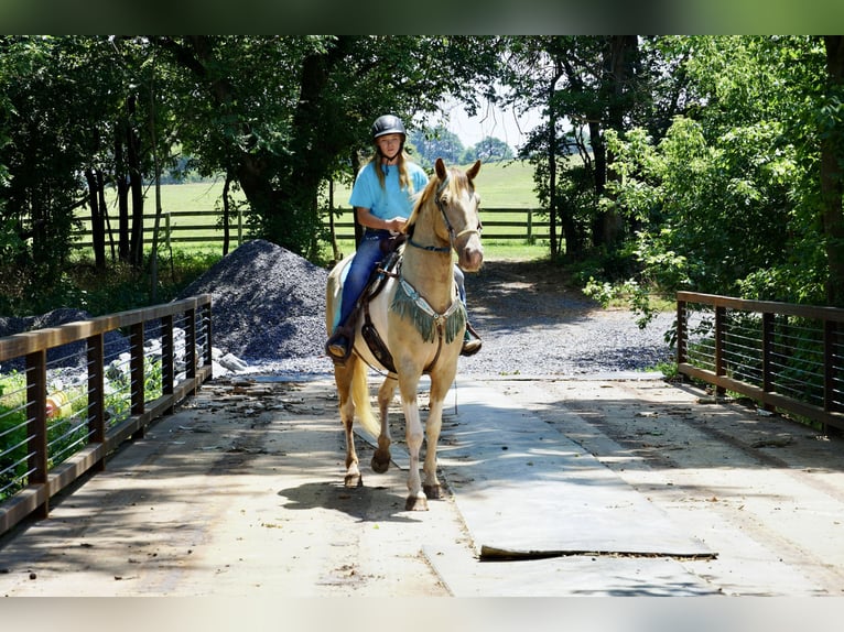 Paint Horse Mix Ruin 11 Jaar 160 cm Gevlekt-paard in Tuscarora