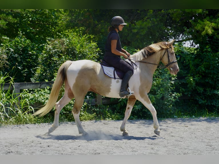 Paint Horse Mix Ruin 11 Jaar 160 cm Gevlekt-paard in Tuscarora