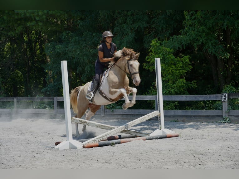 Paint Horse Mix Ruin 11 Jaar 160 cm Gevlekt-paard in Tuscarora