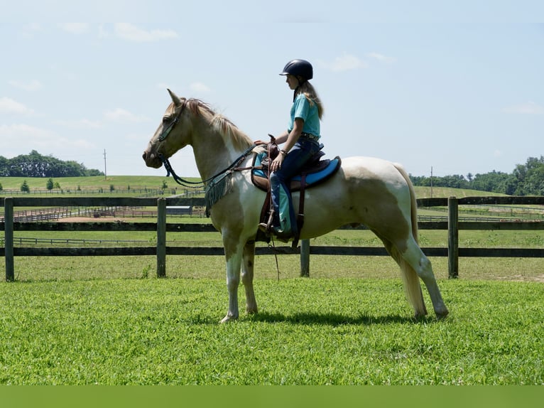 Paint Horse Mix Ruin 11 Jaar 160 cm Gevlekt-paard in Tuscarora
